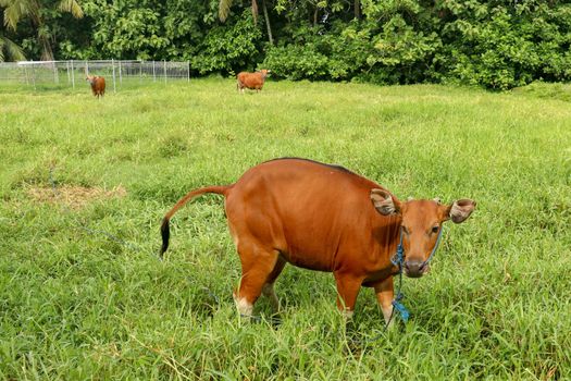 Brown cow standing in green field and defecate into tall grass. Young Heifer looks arround. Beef cattle tied with blue rope. Cow grazes on meadow with grass. Bali Island, Indonesia.