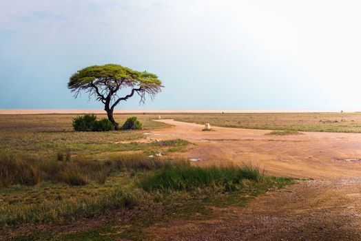 Lonely acacia tree in Etosha National Park, Namibia, Africa