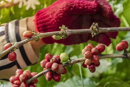 Close-Up Of Hand Holding Coffee Beans Growing On Coffee Tree