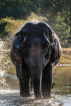 Splash water on elephant bath time.