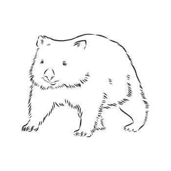 illustratuin with wombat sketch isolated on white background, wombat, vector sketch illustration