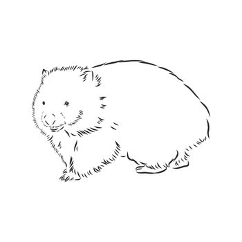 illustratuin with wombat sketch isolated on white background, wombat, vector sketch illustration
