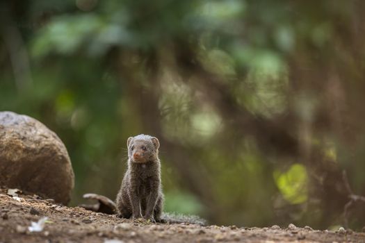 Common dwarf mongoose in Kruger National park, South Africa