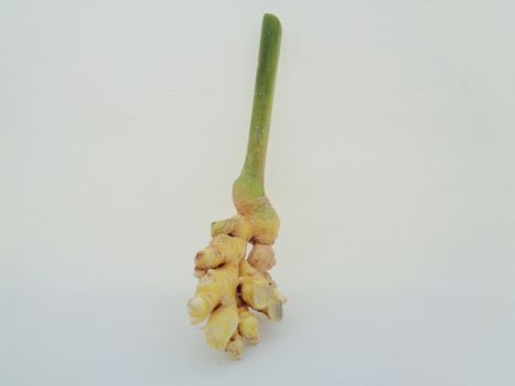 Bitter ginger with white background. Bitter ginger also called Zingiber zerumbet, awapuhi, shampoo ginger, lempuyang and pinecone ginger. Used as food flavoring and appetizers in various cuisines food
