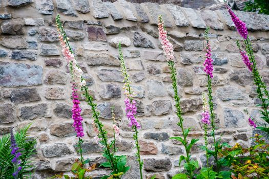 Floral show of colorful foxglove flowers with stone wall