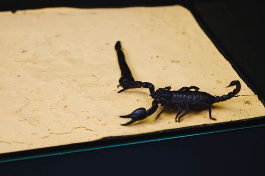 Scorpion with a leech in terrarium. Black scorpion is a poisonous arthropod and bloodsucking leech.