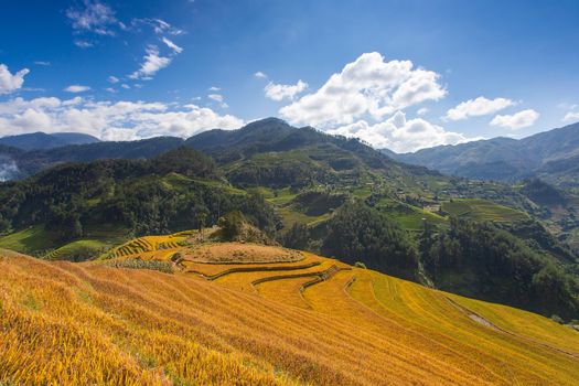 Green Rice fields on Terraced in Muchangchai, Vietnam Rice field