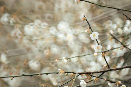 Plum Blossom Bloom Tree White 