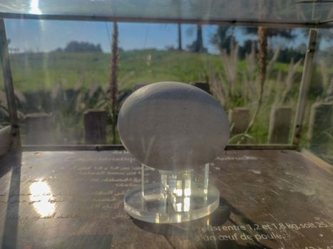 An ostrich egg in a glass box