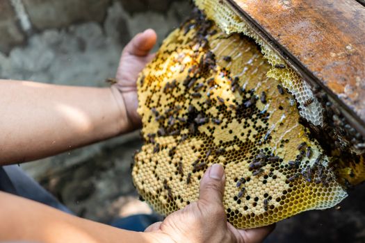 Bee colony full of honey high nutrient and vitamin transfer to beekepping handmade box.