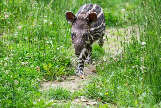 Baby of the endangered South American tapir