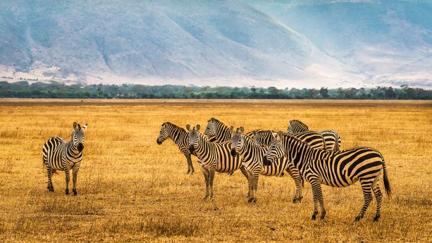 Herd of zebras in the Ngorongoro Crater