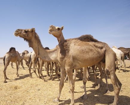 Dromedary camels at a market