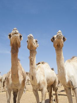 Three dromedary camels