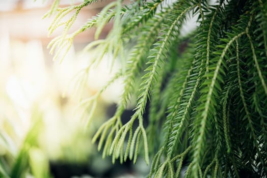 Fern in nature environment greenery concept