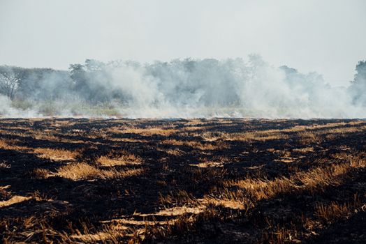 Fire burning dry grass it danger for environment