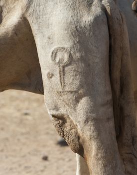 Brand marking on a dromedary camel