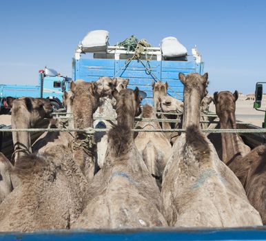 Dromedary camels loaded on a truck