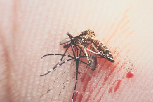Macro of smashed mosquito (Aedes aegypti) to died
