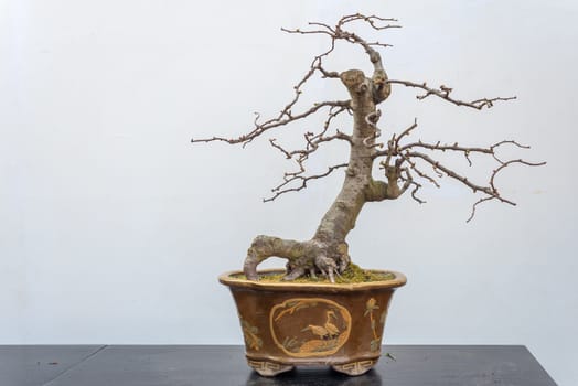 Chaenomeles bonsai tree againt white wall