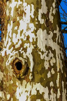 Sycamore tree, Plane tree background. The trunk of a thick tree,