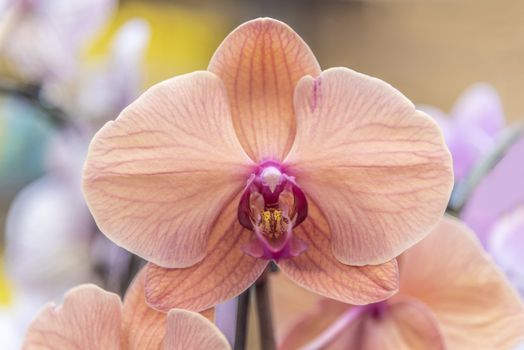 Vivid pink color orchid blooming with the stamen that looks like a sharp beach  eagle catching pray