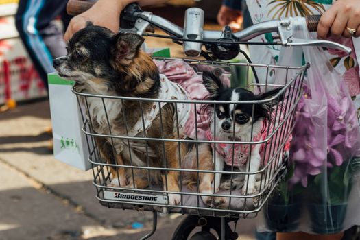 Bangkok, Thailand - December 19, 2015 : Unidentified asian dog owner with a dog feeling happy when owner and  pet (The dog) on shopping cart allowed to entrance for pets expo or exhibit hall