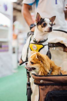 Asian dog owner and the dog in pets expo