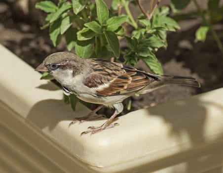 Common house sparrow perched on plant pot in garden