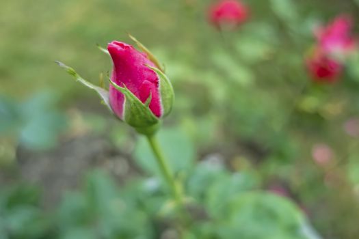 close up pink rose bud in nature