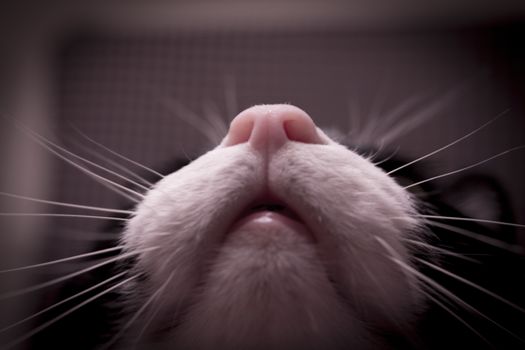 Mouth, nose and whiskers cat por Gema Ibarra