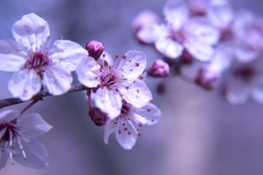 Cherry blossoms spring season
