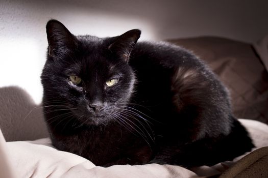 Black cat with lump on muzzle