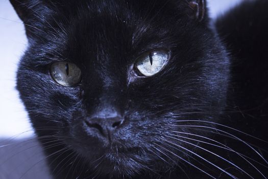 Black cat with lump on muzzle