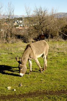 Donkey in the field. Species in extinction