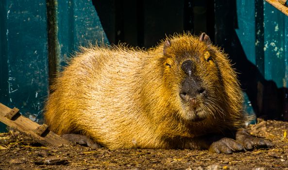 closeup portrait of a capybara, worlds largest rodent specie, tropical cavy from South America