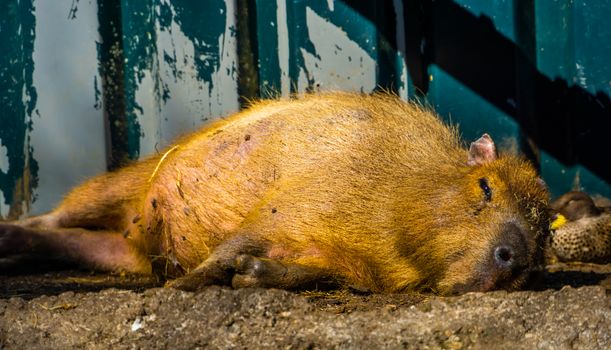 closeup portrait of a capybara resting on the ground, tropical cavy from South America