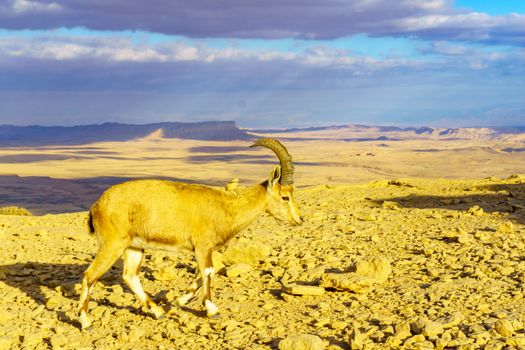 Nubian Ibex and landscape of Makhtesh (crater) Ramon