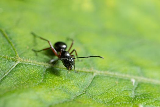 Macro ants are on the leaf