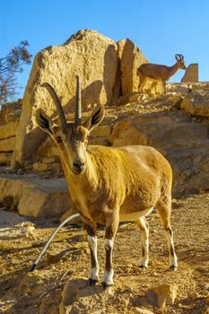 Nubian Ibex in Makhtesh (crater) Ramon