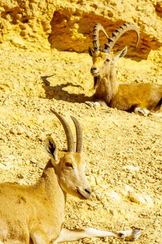 Nubian Ibex in Makhtesh (crater) Ramon
