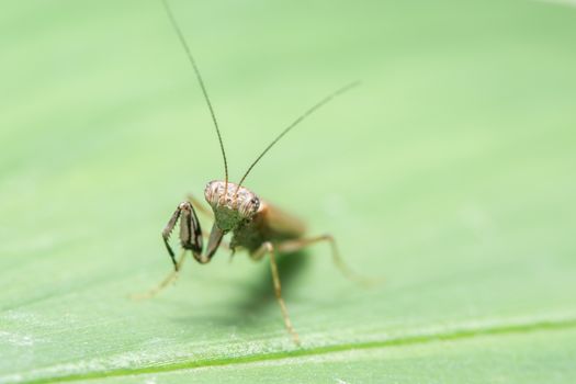 Macro Mantis on brown leaves
