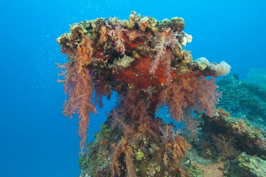 Soft corals on a tropical reef
