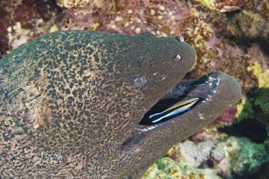 Giant moray eel on a tropical coral reef