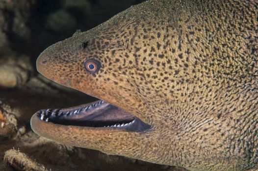 Giant moray on a coral reef