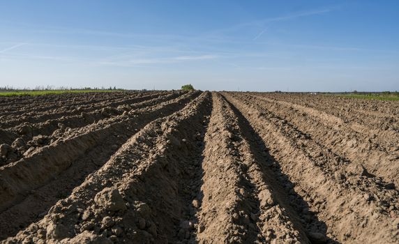 Plowed agricultural field. Landscape with agricultural land, recently plowed and prepared for the crop in sunny day with blue sky. Agriculture.
