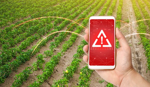The phone warns of the danger on the sweet pepper plantation farm field. Monitoring and analysis of presence of chemicals, heavy metals, pollution, radiation or microplastics in the crop.
