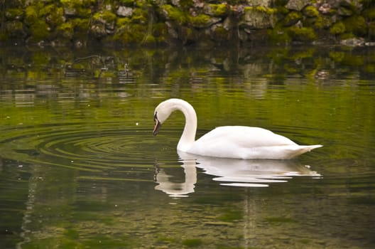 the swan floats in the lake