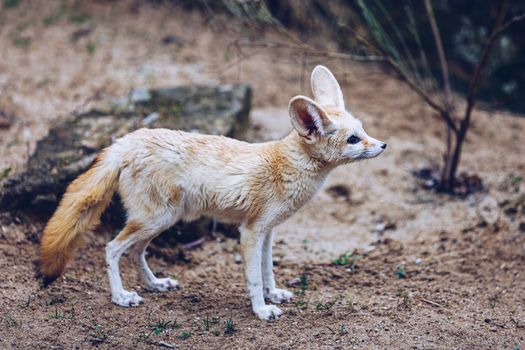 The fennec fox, or fennec (Vulpes zerda), is a small crepuscular