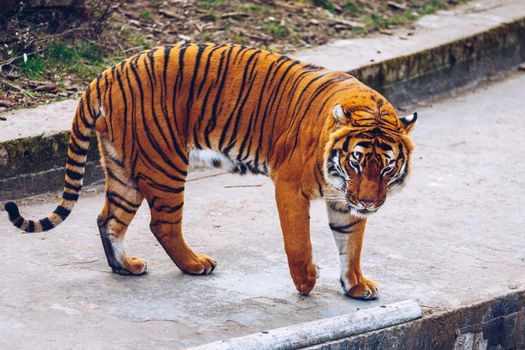 Sumatran tiger (Panthera tigris sumatrae) in Prague zoo. Tiger a